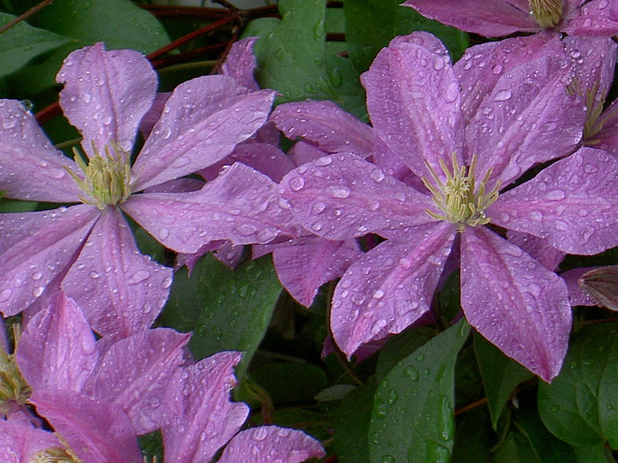 Clematis in the rain Photograph by Carolyn Jacob