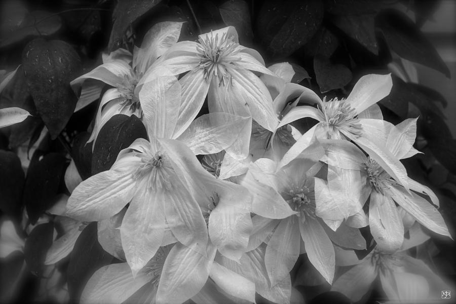 Clematis in the Rain Photograph by John Meader
