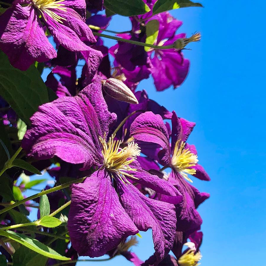 Clematis In The Sky Photograph by Brian Eberly