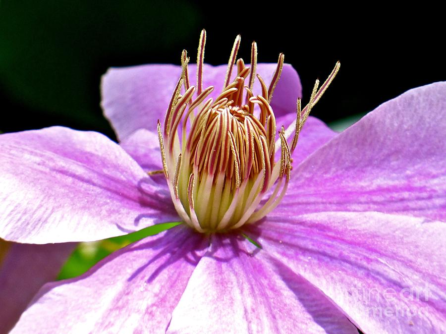Clematis Photograph by Jean Wright