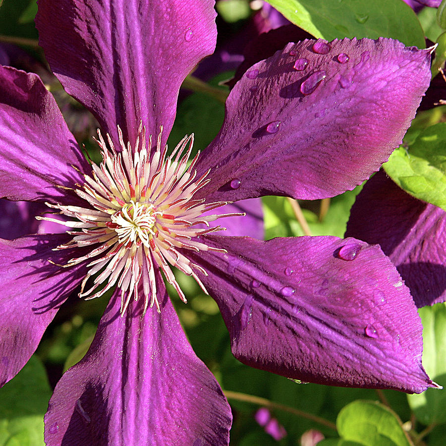 Clematis Photograph by Jean Macaluso