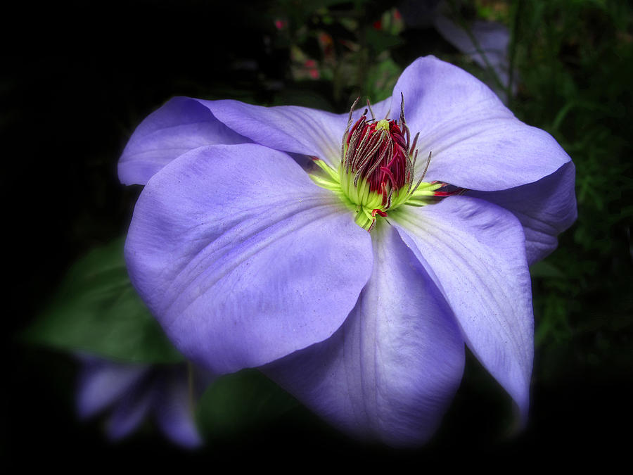 Clematis in Bloom Photograph by Jessica Jenney