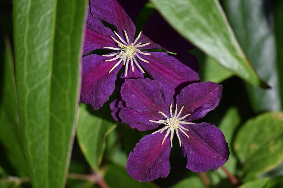 Clematis  Photograph by Jimmy Chuck Smith