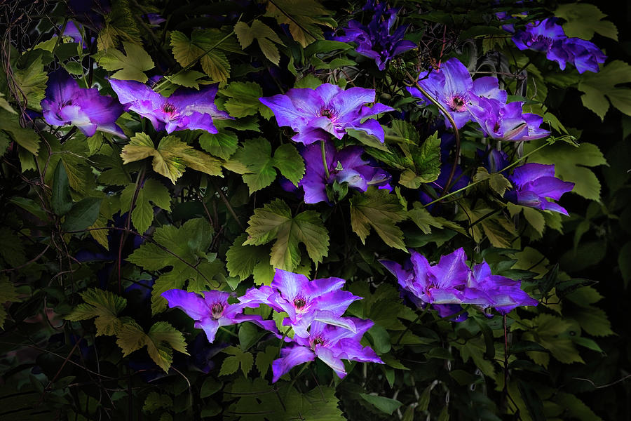 Clematis Photograph by John Christopher