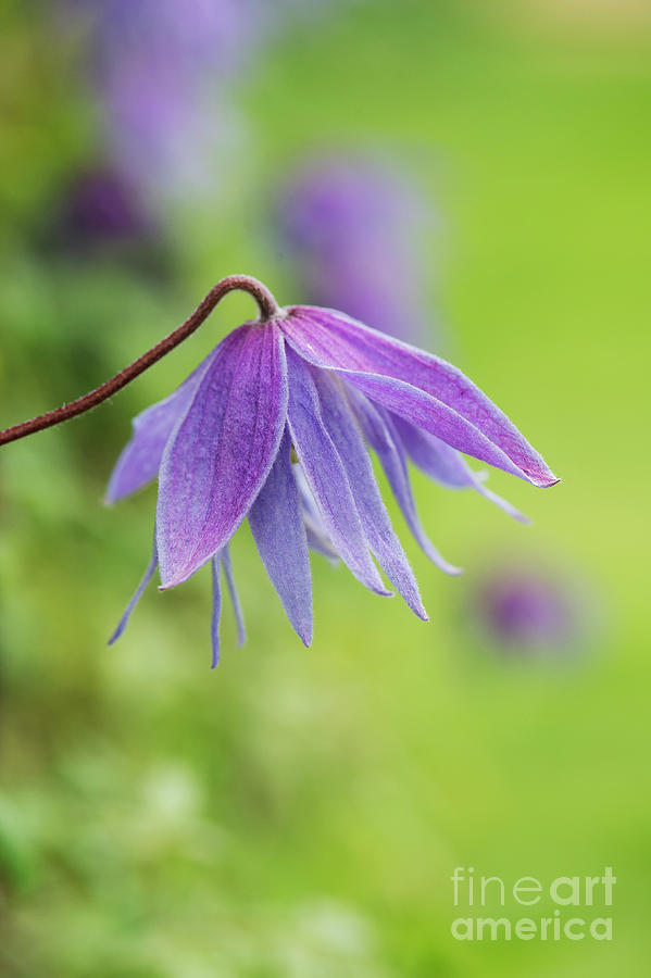 Clematis Lagoon Flower Photograph by Tim Gainey