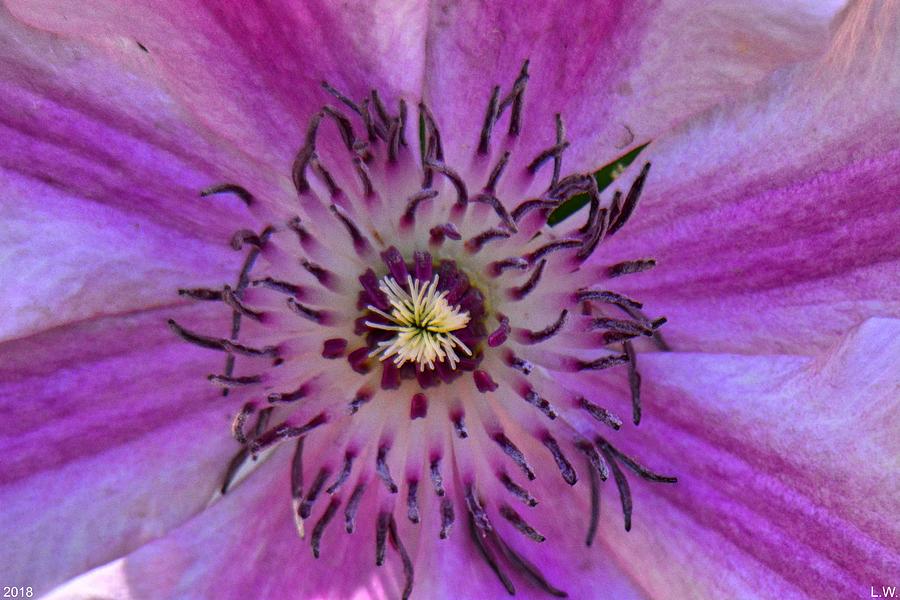 Clematis Photograph by Lisa Wooten