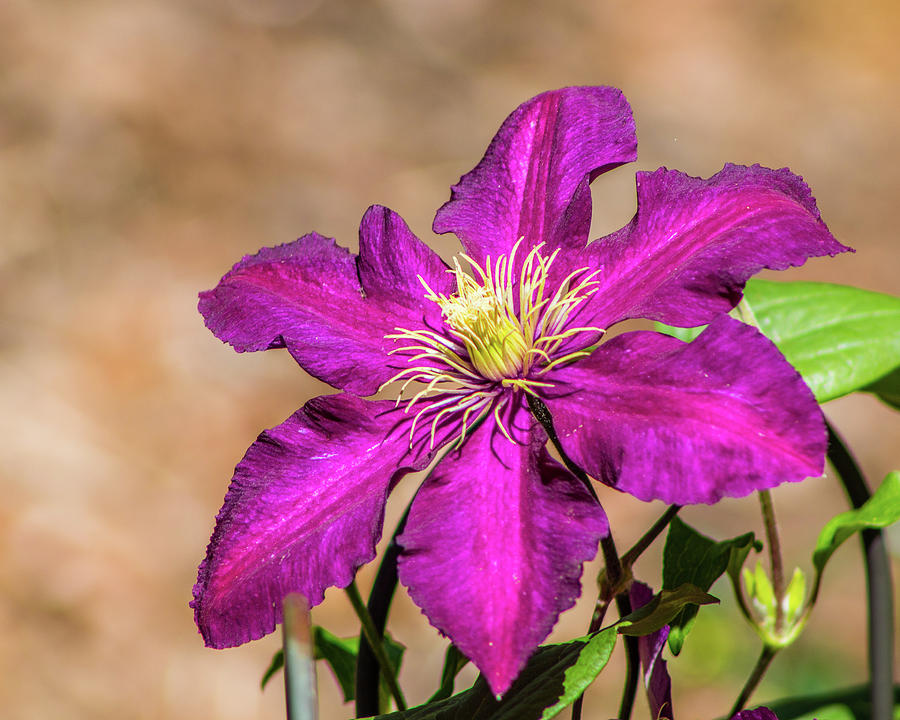 Clematis Photograph by Lynne Jenkins