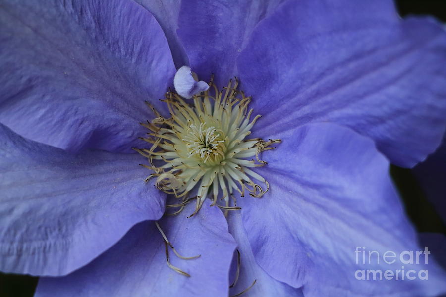 Clematis Macro Photograph by Elizabeth Dow