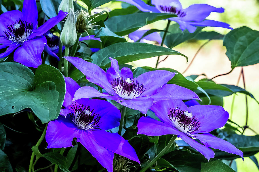 Clematis Magnificence Digital Art by Ed Stines