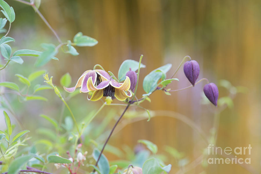 Flower Photograph - Clematis My Angel  by Tim Gainey