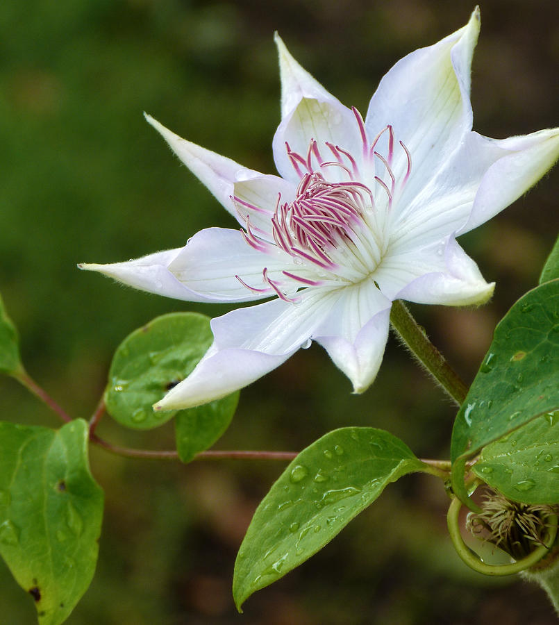Nature Photograph - Clematis Number 2 by Susan Porter