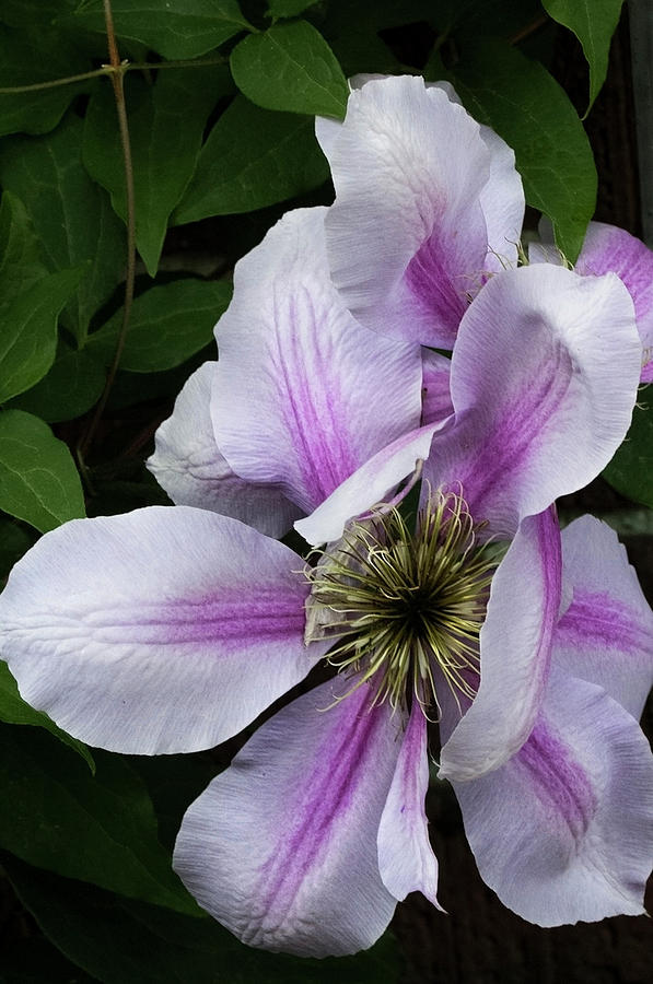 Clematis Posing Photograph by Michael Friedman