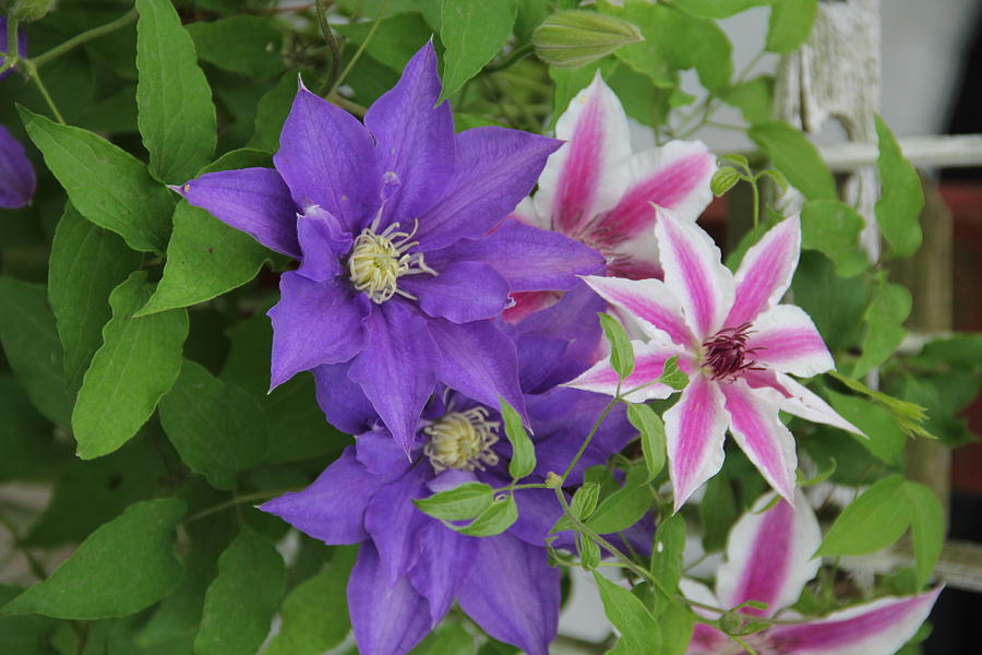 Clematis Purple and Pink White Photograph by Allen Nice-Webb