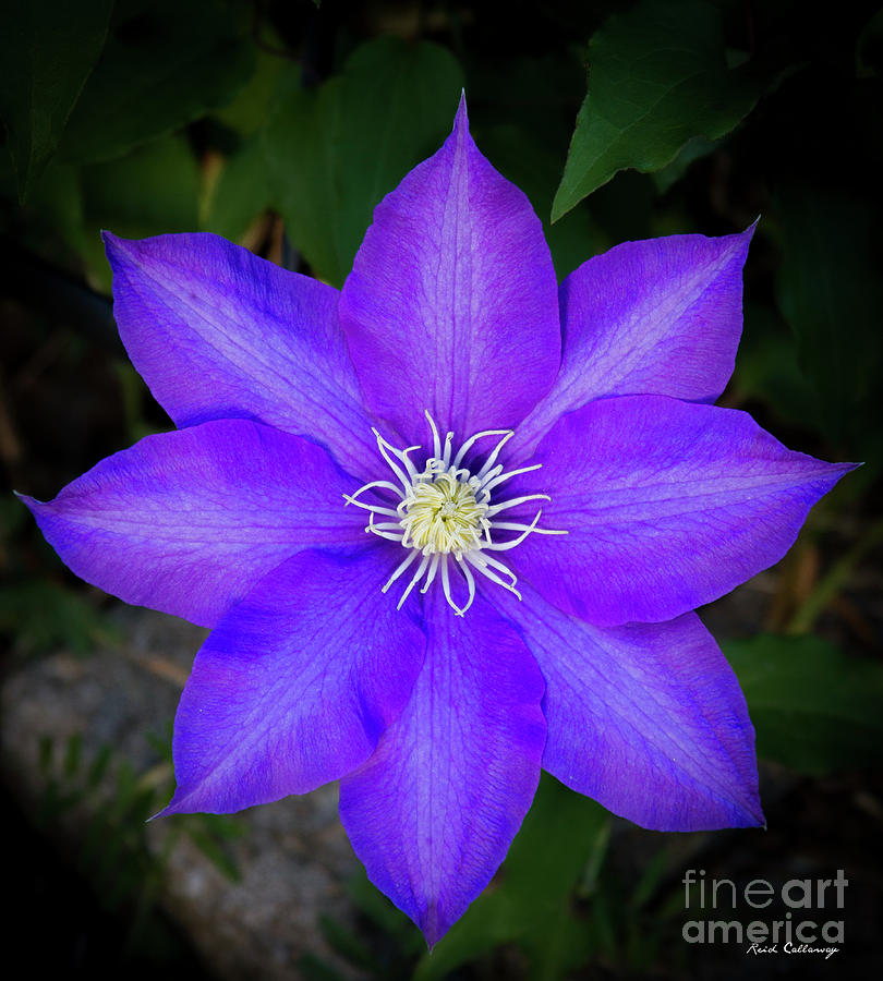 Clematis Purple Climber Flower Art Photograph by Reid Callaway - Fine ...