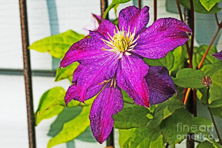 Clematis Purple or Deep Fuchsia   Photograph by David Frederick