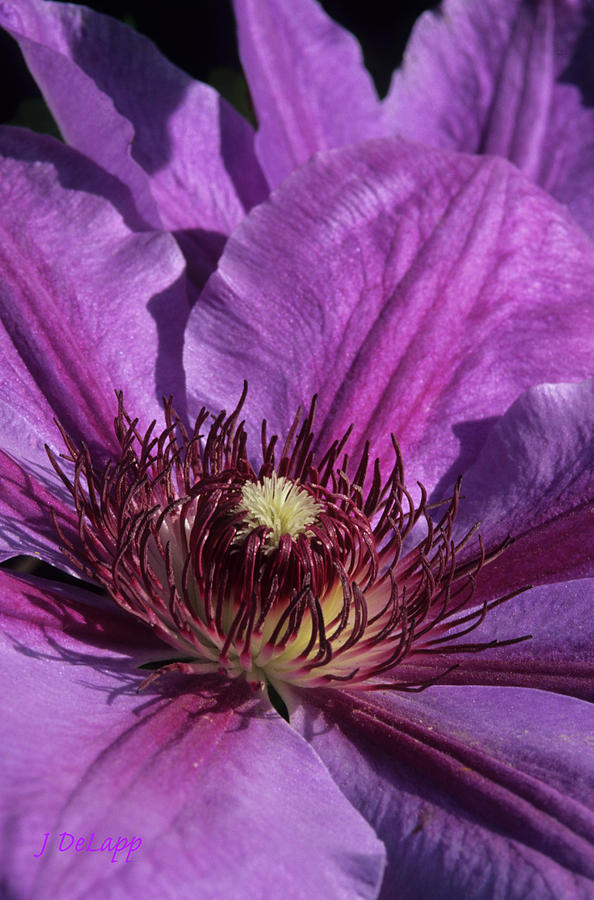 Clematis Purple Punch V1 Photograph by Janet DeLapp