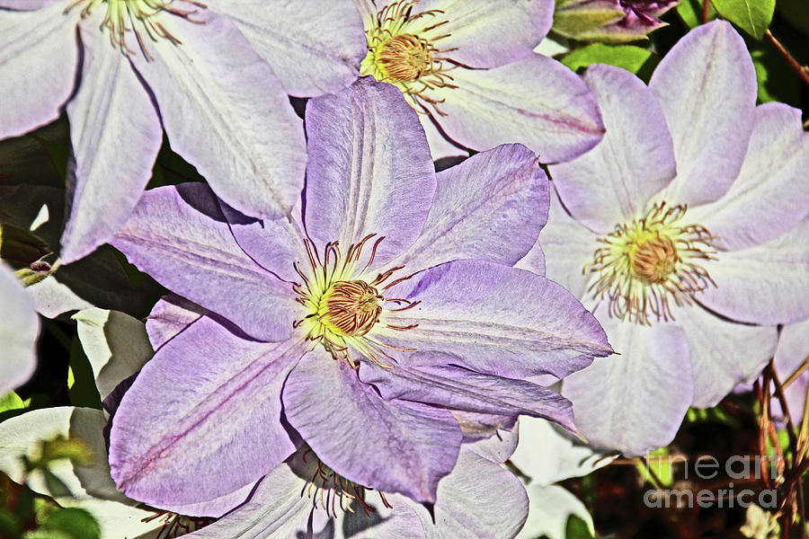 Clematis Purple tinged in white Photograph by David Frederick