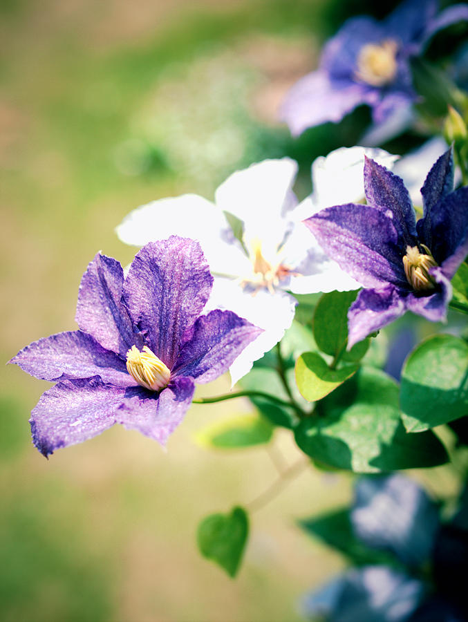 Flowers Still Life Photograph - Clematis by Yuka Kato