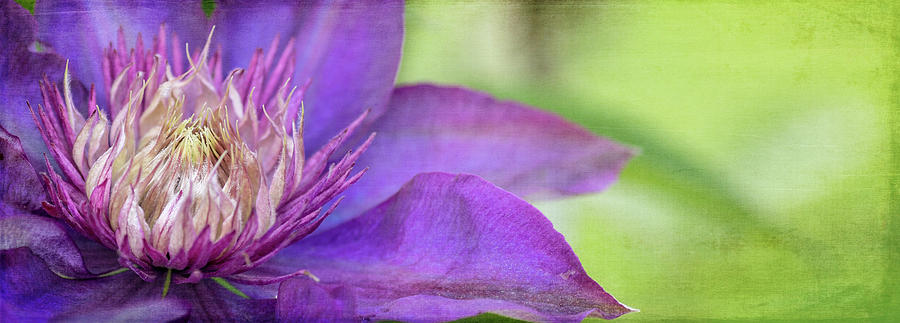 Clematis Photograph by Rebecca Cozart