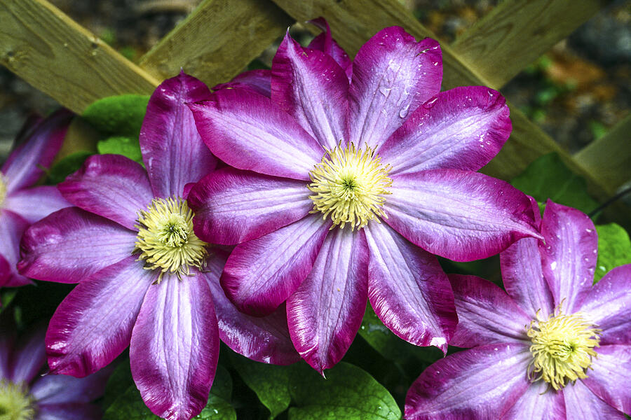 Clematis Photograph by Sally Weigand