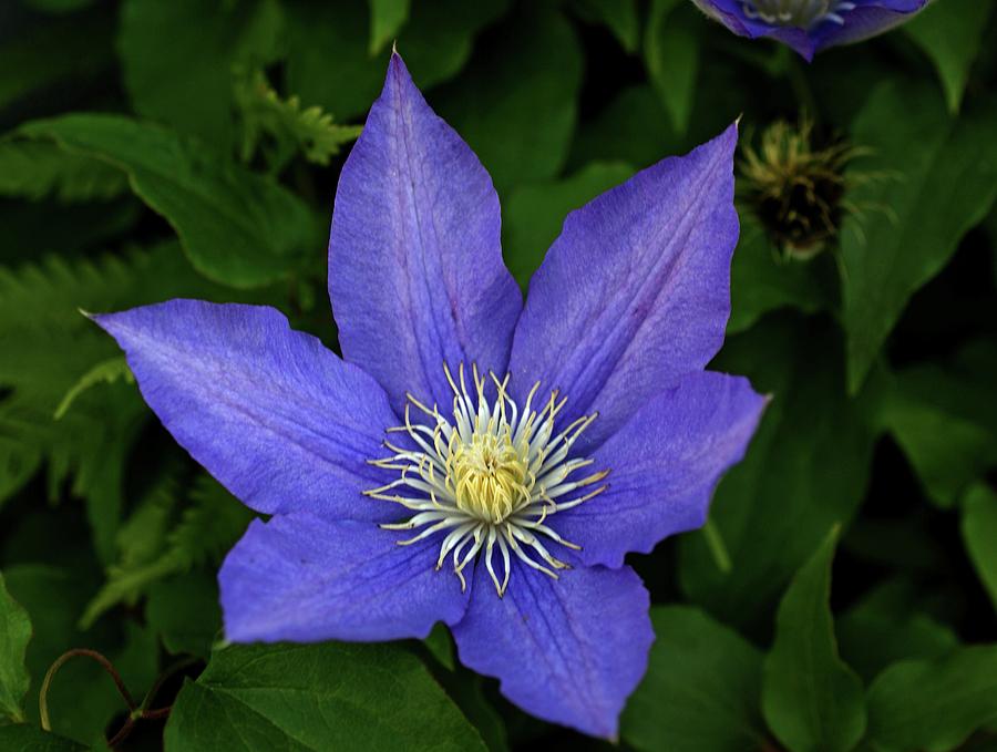 Clematis Photograph by Sandy Keeton