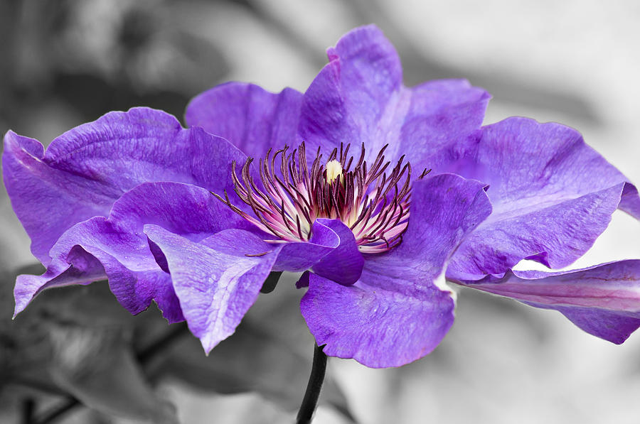 Clematis Photograph by Scott Carruthers
