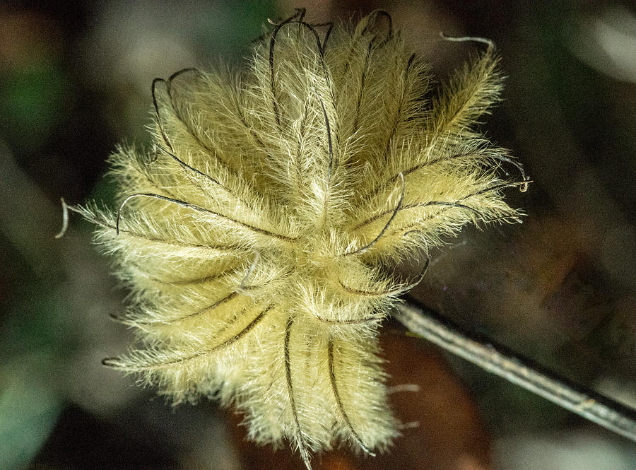 Clematis Seed Head 1 Photograph
