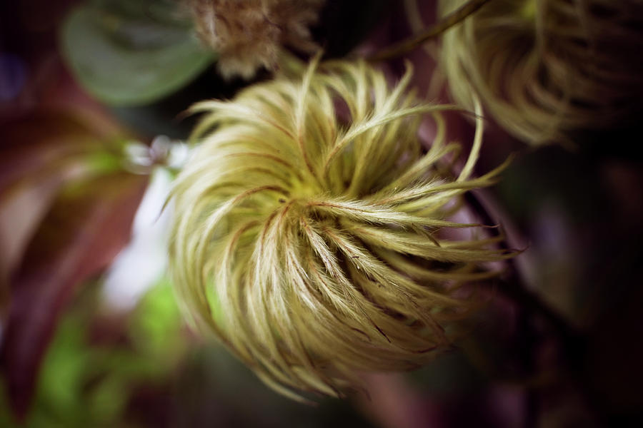 Clematis Seed Head Photograph by Greg and Chrystal Mimbs