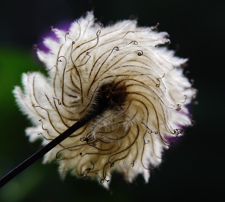 Clematis Seed Head Series-1 Photograph