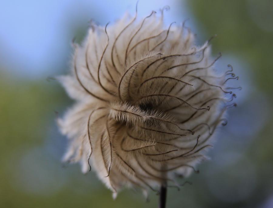 Clematis Seed Head Series-3 Photograph