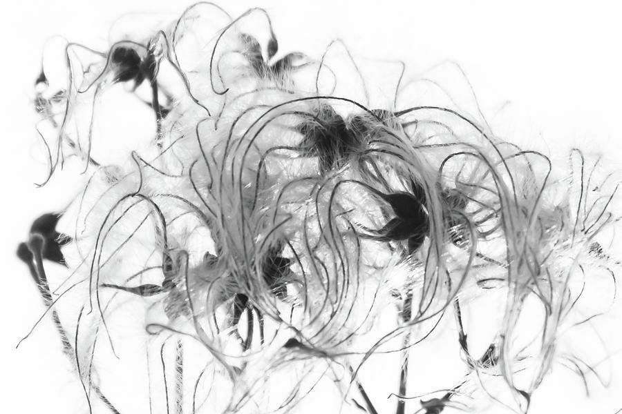 Clematis Seeds Photograph by Wendy Cooper