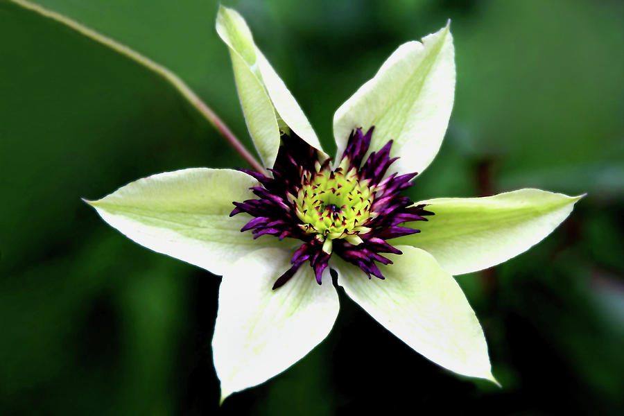 Clematis Star Photograph by Debra Orlean | Fine Art America