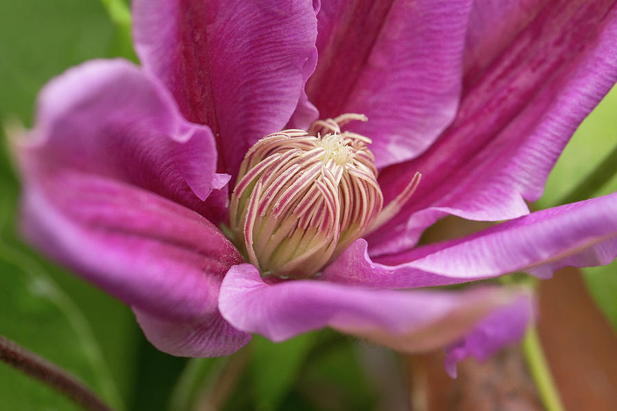 Clematis The Countess Of Wessex Photograph