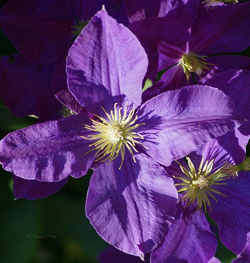 Clematis Photograph by Tracey Vivar