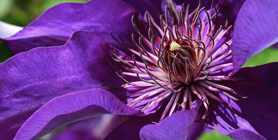 Flower Photograph - Clematis Up Close by Bruce Bley