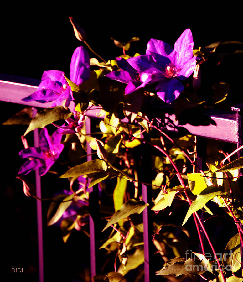 Flower Photograph - Clematis Vine by DiDi Higginbotham