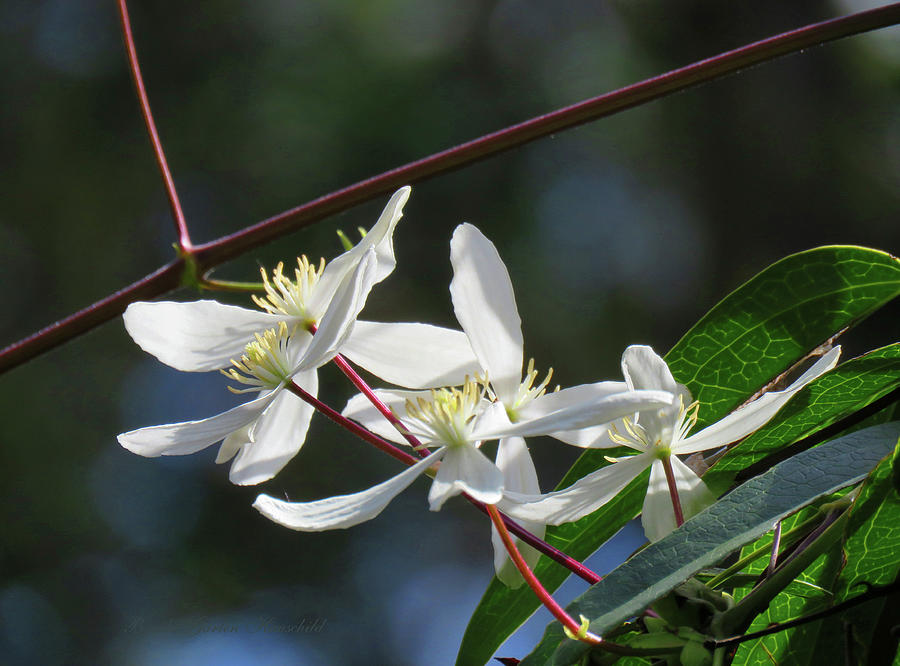 Clematis Vine Blossoms - Images from the Garden - Evergreen Floral Photography Photograph by Brooks Garten Hauschild