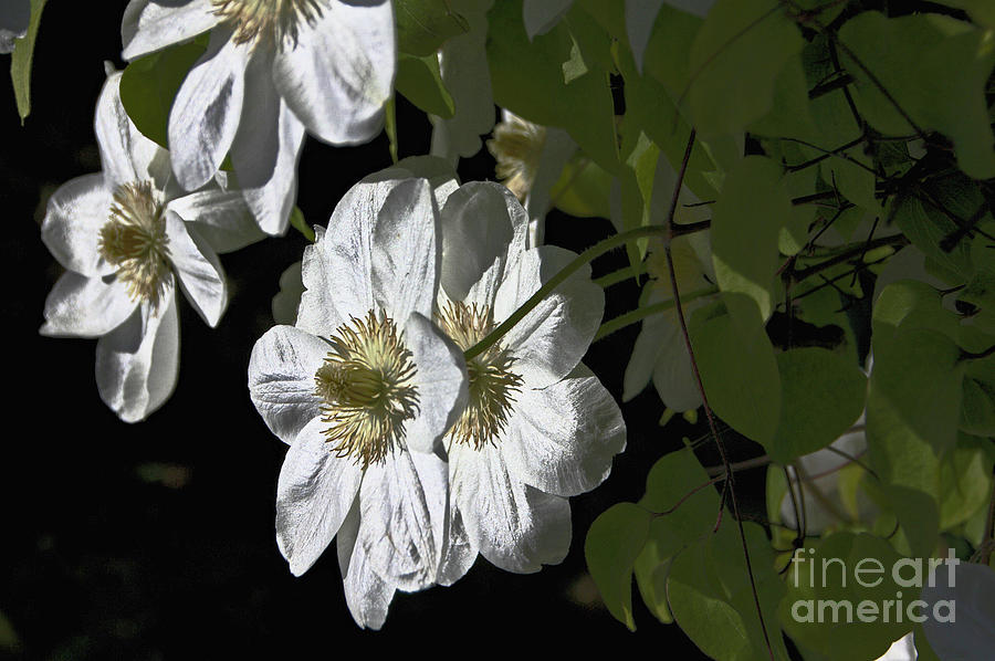 Clematis White Photograph by David Frederick
