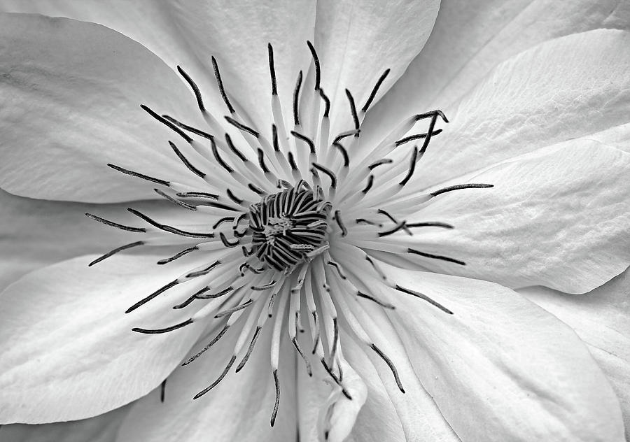 Clematis White Photograph