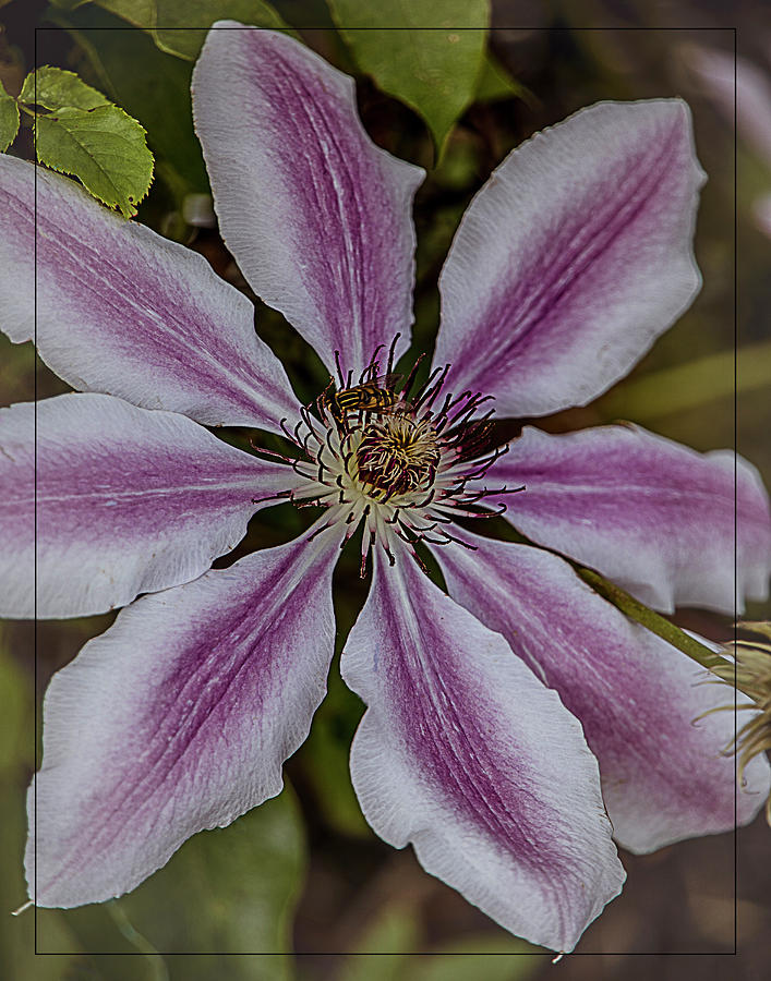 Clematis with a Bee Photograph by Teresa Wilson