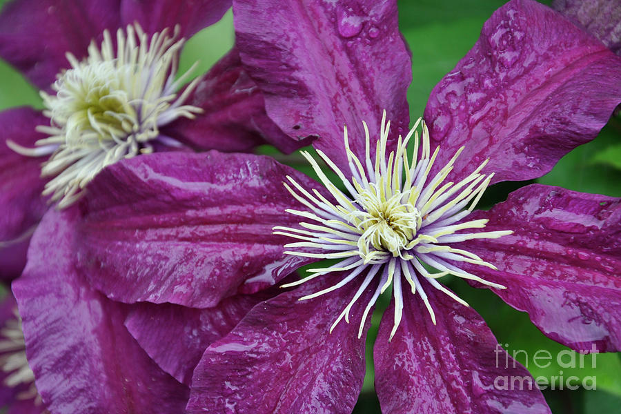 Clematis with dewdrops Photograph by Paula Joy Welter