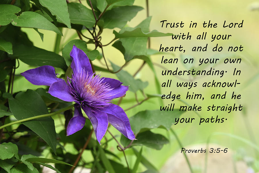 Clematis with Proverbs Photograph by Ann Bridges
