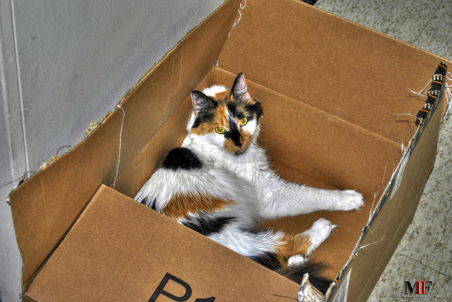 Cleo Amazon Box Photograph by Michael Frank Jr