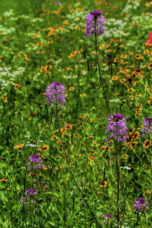 Cleome and Coreopsis Photograph by Alana Thrower
