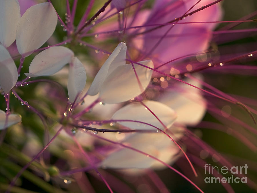 Cleome Flower in the Morning Photograph by Rachel Morrison