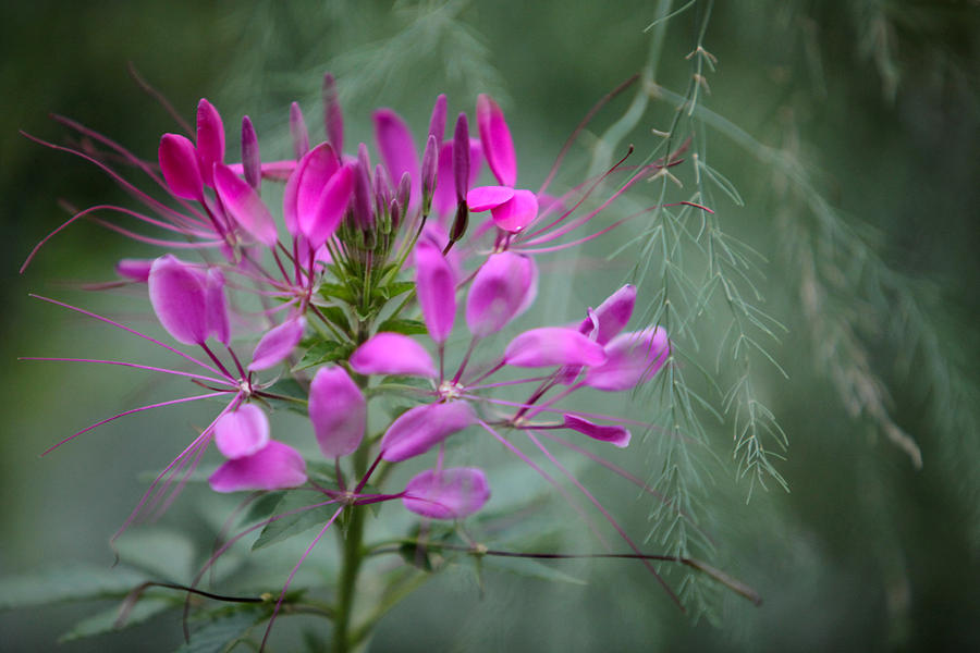 Cleome Photograph by Jane Melgaard