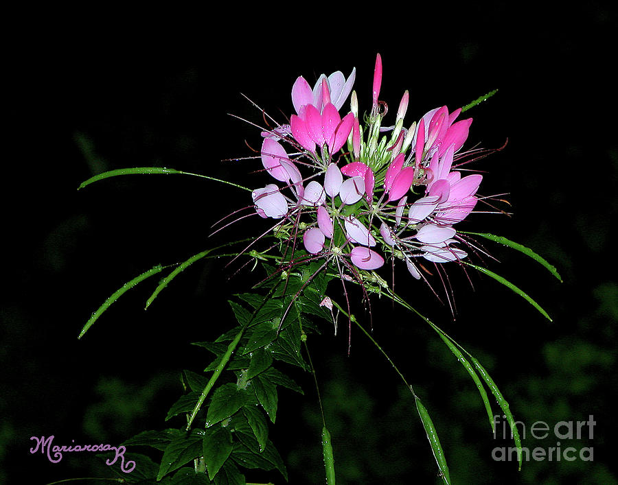 Cleome Photograph by Mariarosa Rockefeller