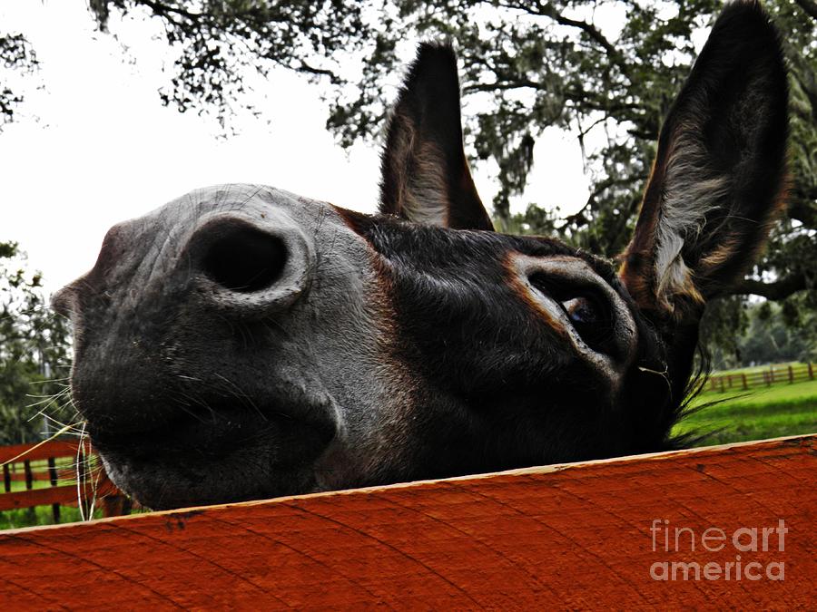 Donkey Photograph - Cleopatra Being an Ass by Sarah Loft