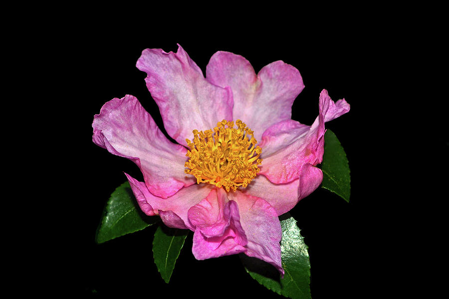 Cleopatra Camellia 001 Photograph by George Bostian