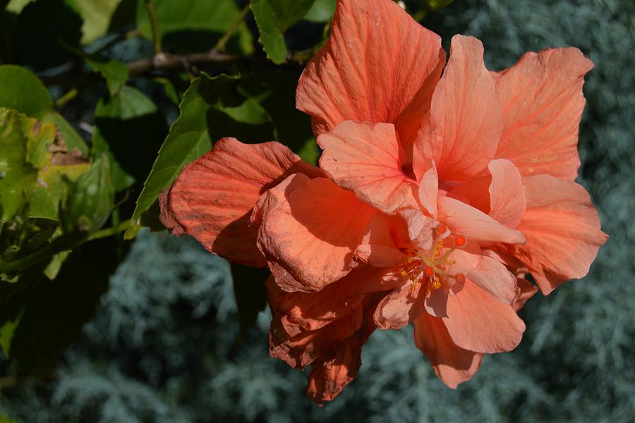 Clermont Peach Hibiscus Photograph by Warren Thompson